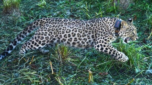 Самку леопарда Ачипсе из сочинского Центра восстановления леопарда на Кавказе выпустили на волю в Кавказском биосферном заповеднике - Sputnik Абхазия
