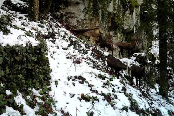 Обитатели Рицинского реликтового национального парка в фотоловушках  - Sputnik Абхазия