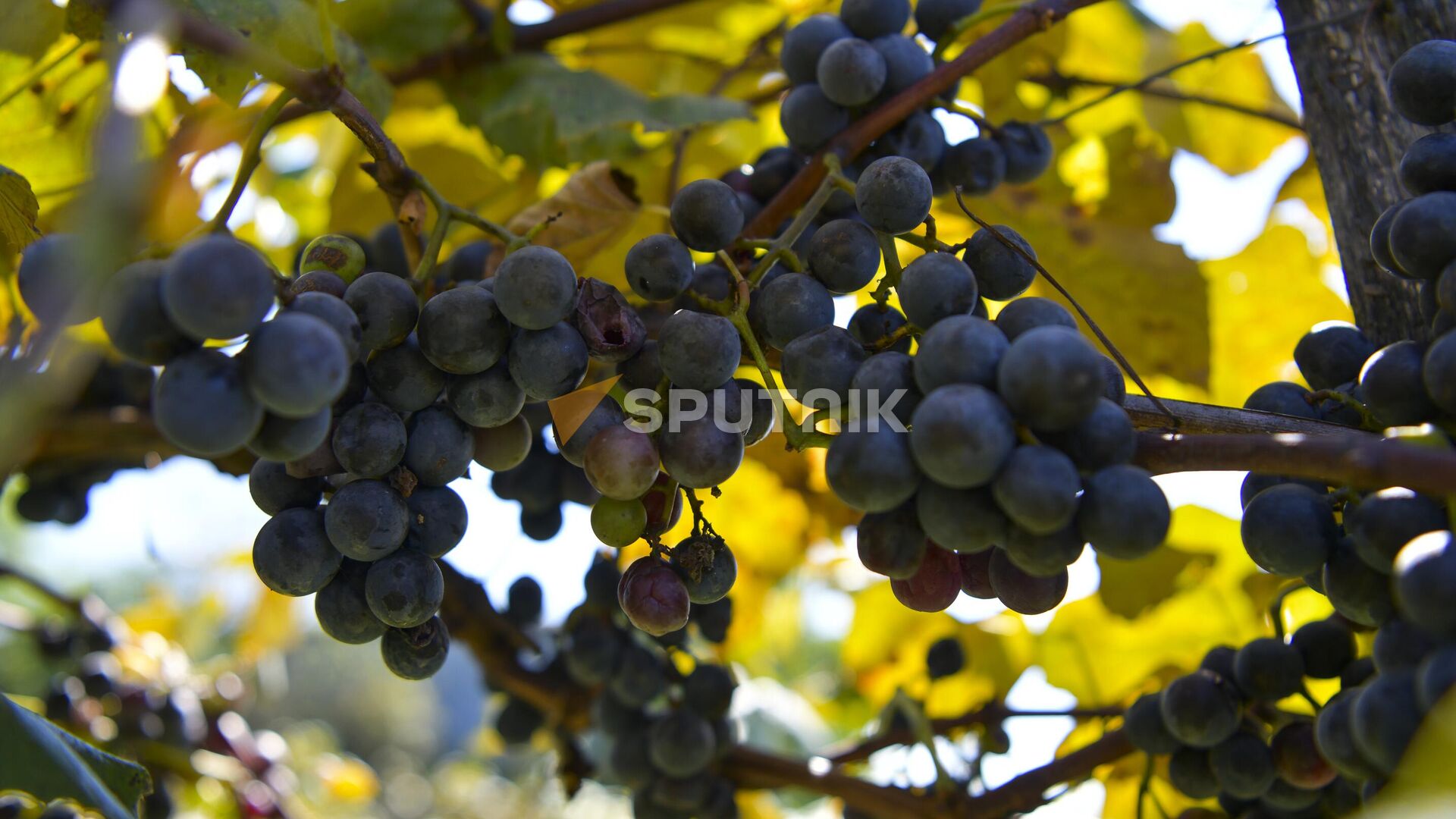 Сбор винограда в селе Гуада  - Sputnik Абхазия, 1920, 23.09.2023