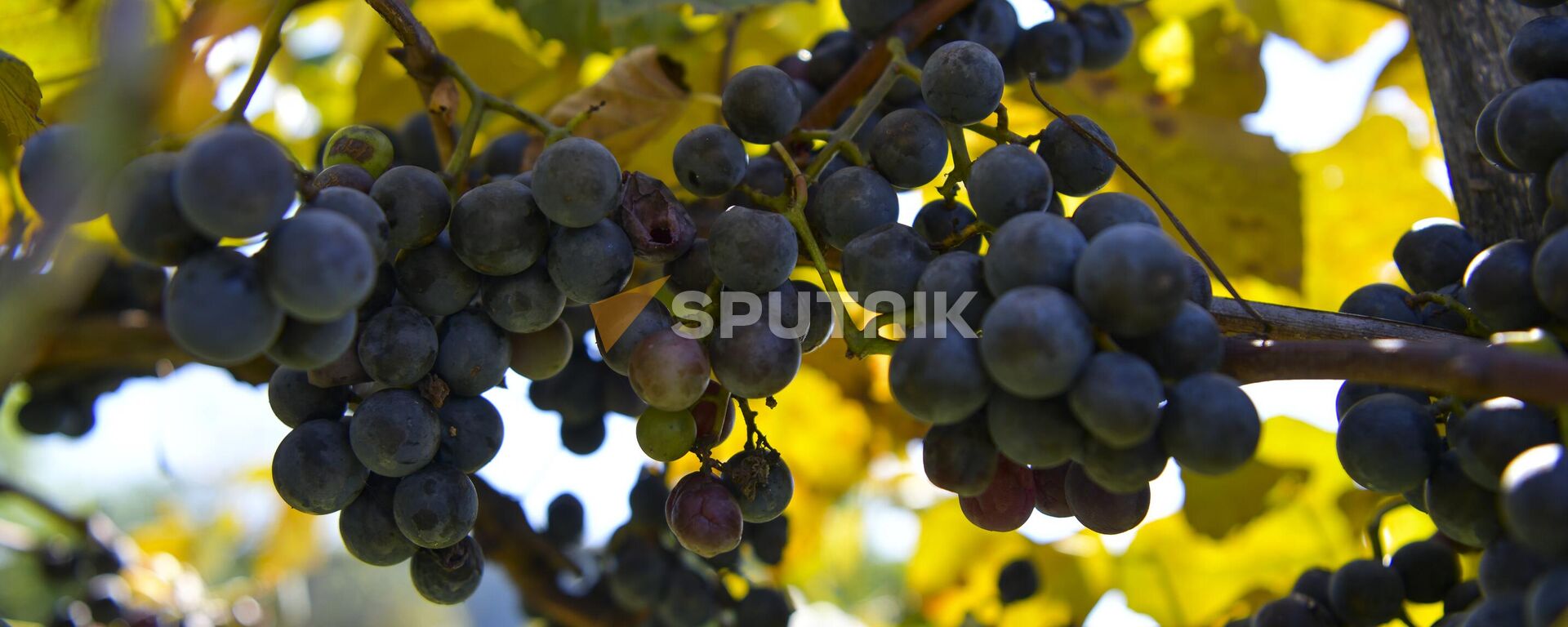 Сбор винограда в селе Гуада  - Sputnik Абхазия, 1920, 23.09.2023