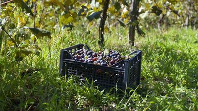 Сбор винограда в селе Гуада 