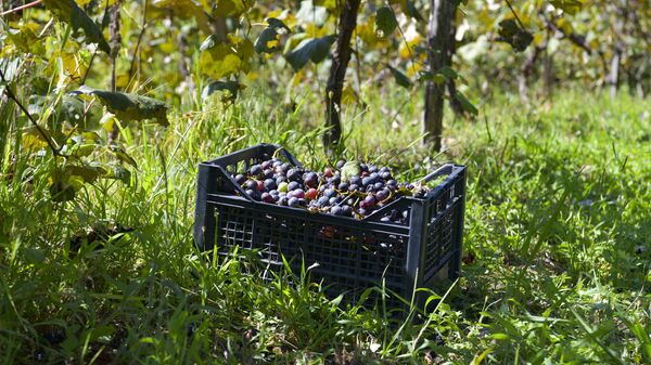 Сбор винограда в селе Гуада  - Sputnik Абхазия