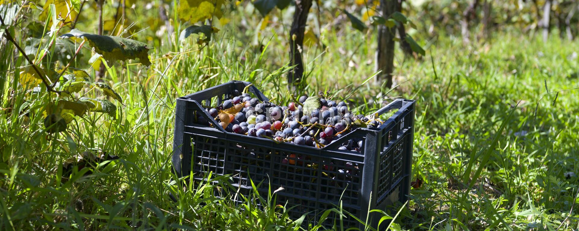 Сбор винограда в селе Гуада  - Sputnik Абхазия, 1920, 01.04.2026