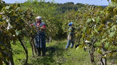 Сбор винограда в селе Гуада 