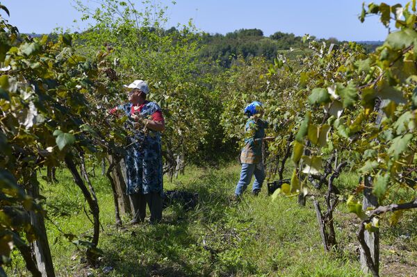 Сбор винограда в селе Гуада  - Sputnik Абхазия