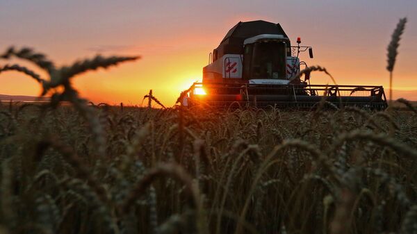 Уборка урожая пшеницы в Красноярском крае - Sputnik Абхазия