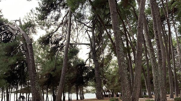 Заполнить пустоту: пятьсот сосен посадили в Пицунда-мюссерском заповеднике - Sputnik Аҧсны