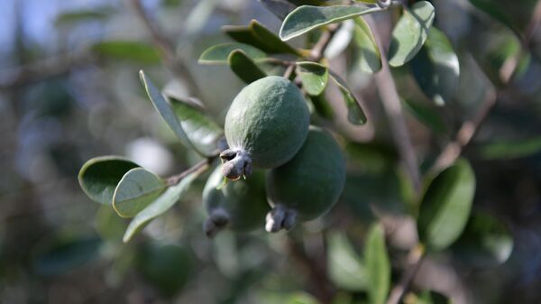 Сбор фейхоа в поселке Дранда - Sputnik Аҧсны