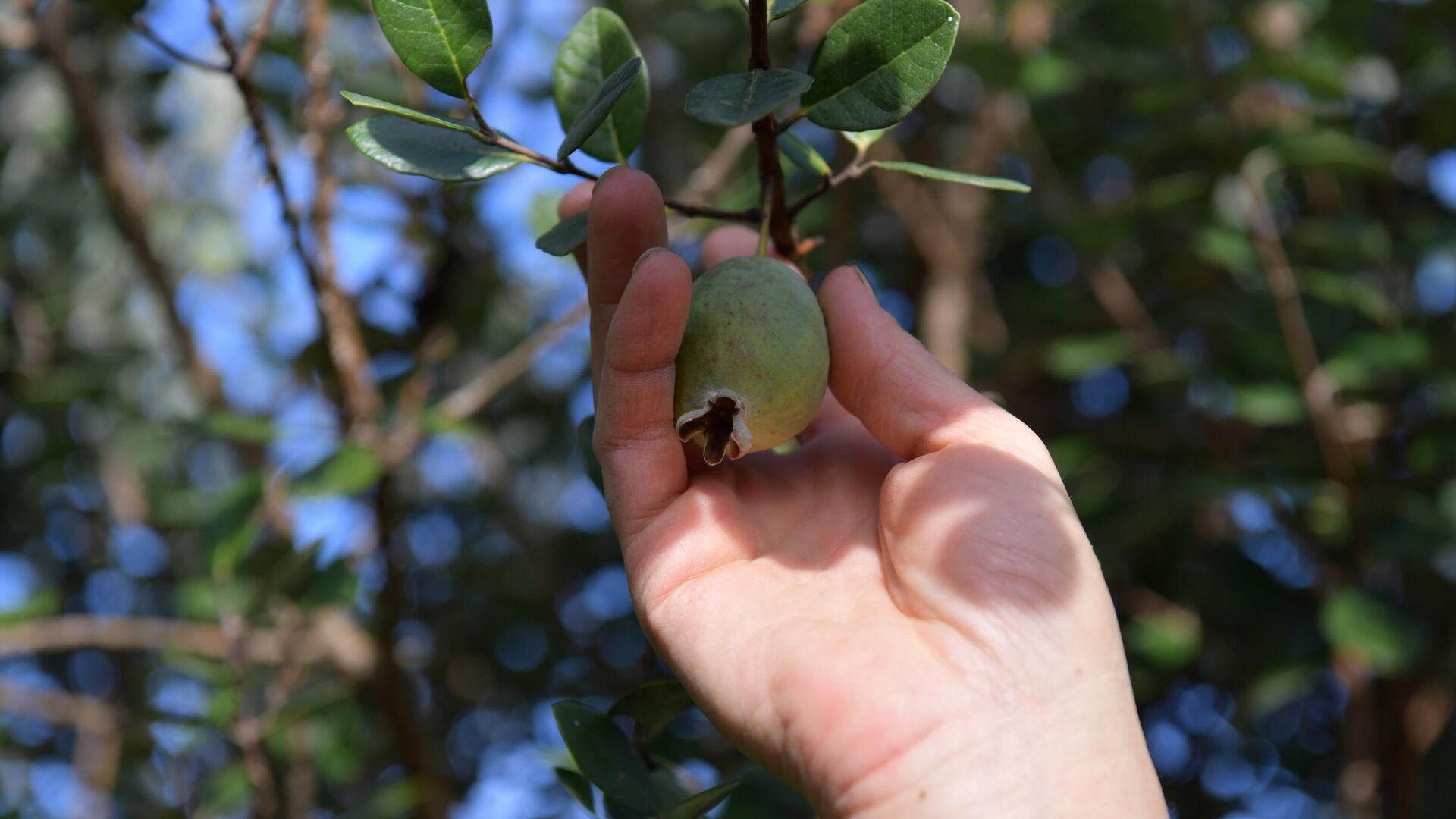 Сбор фейхоа в поселке Дранда Сбор фейхоа в поселке Дранда - Sputnik Абхазия, 1920, 25.11.2025