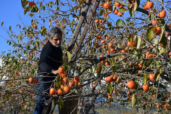 В хороший сезон с одного дерева можно собрать от 100 до 150 килограммов хурмы. - Sputnik Абхазия