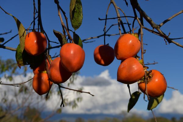 Яркий фрукт созревает ближе к середине осени. - Sputnik Абхазия