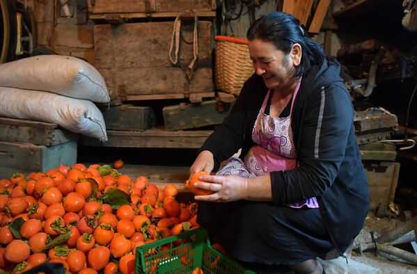 За неполный день Мимоза может почистить до 200 килограммов фруктов. - Sputnik Абхазия