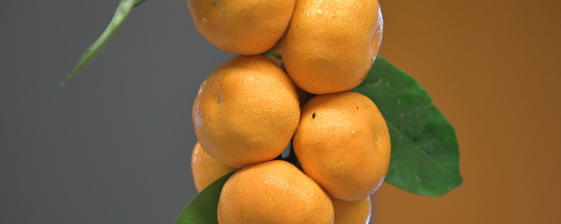 Урожай мандарин  - Sputnik Абхазия, 1920, 03.11.2025