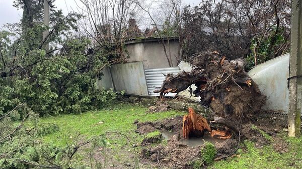 Сильный ветер повалил деревья - Sputnik Абхазия