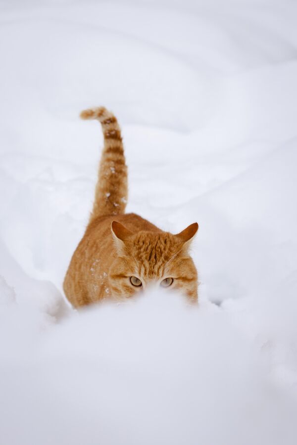 Пушистый гость пансионата тоже не удержался от прогулки по снегу. - Sputnik Абхазия
