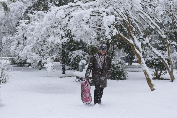 Ветки субтропических деревьев согнулись под тяжестью снега. - Sputnik Абхазия