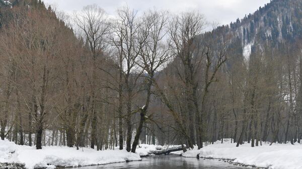 Рицинский реликтовый национальный парк - Sputnik Абхазия