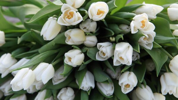 Сбор цветов к 8 Марта в Ставропольском крае - Sputnik Абхазия