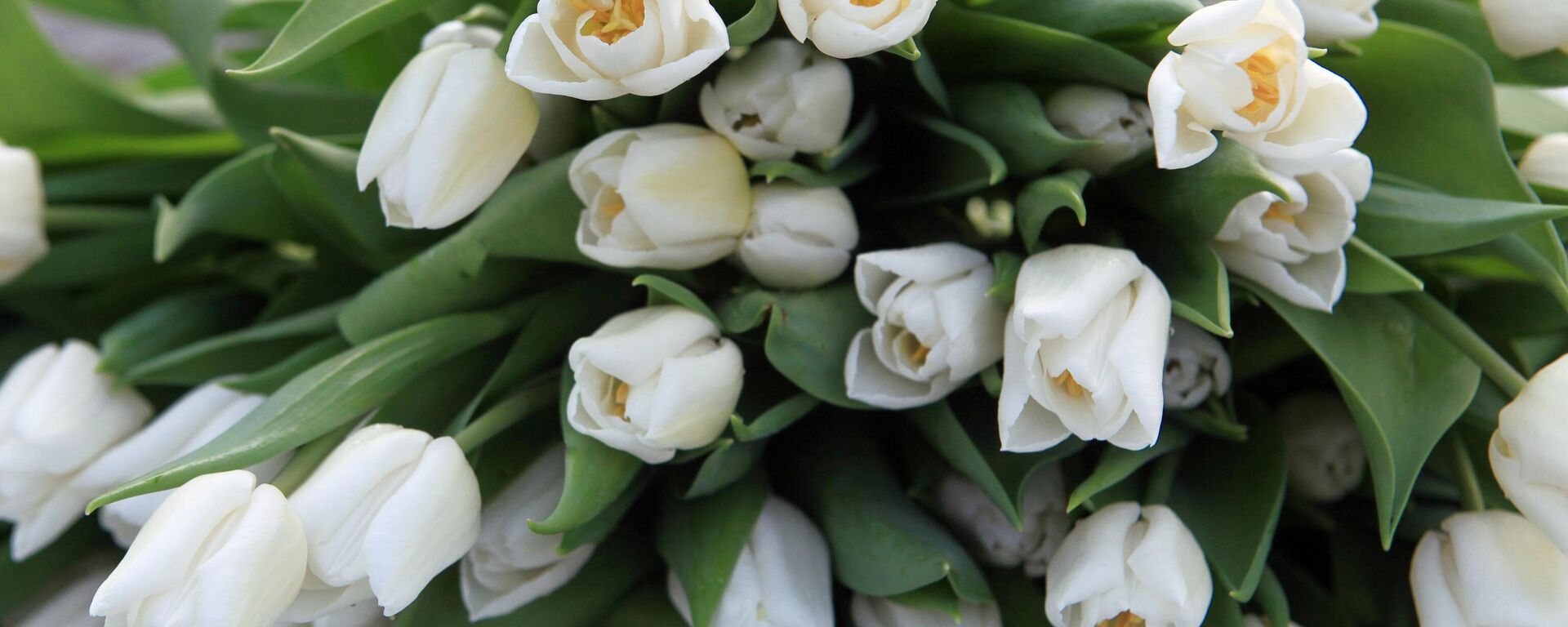 Сбор цветов к 8 Марта в Ставропольском крае - Sputnik Абхазия, 1920, 08.03.2026