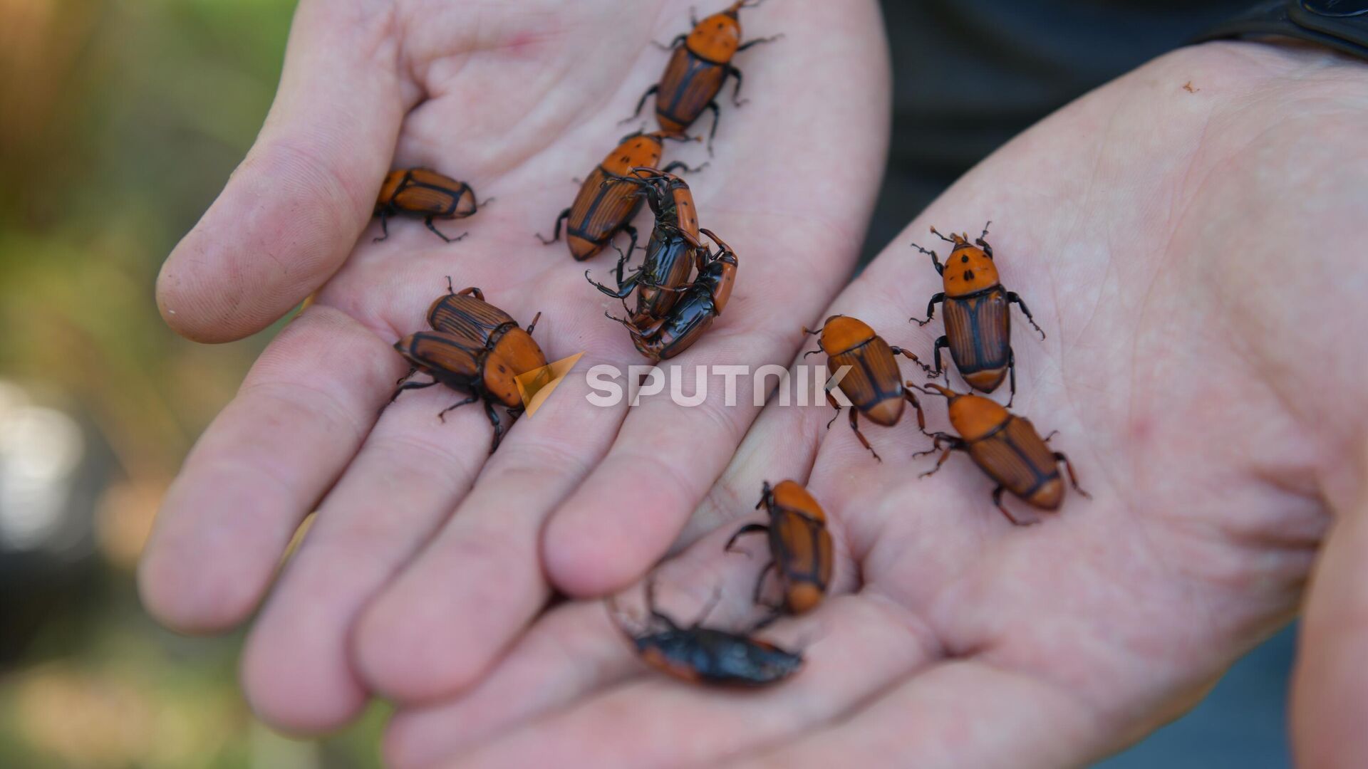 Пальмовый долгоносик Пальмовый долгоносик - Sputnik Аҧсны, 1920, 24.02.2026