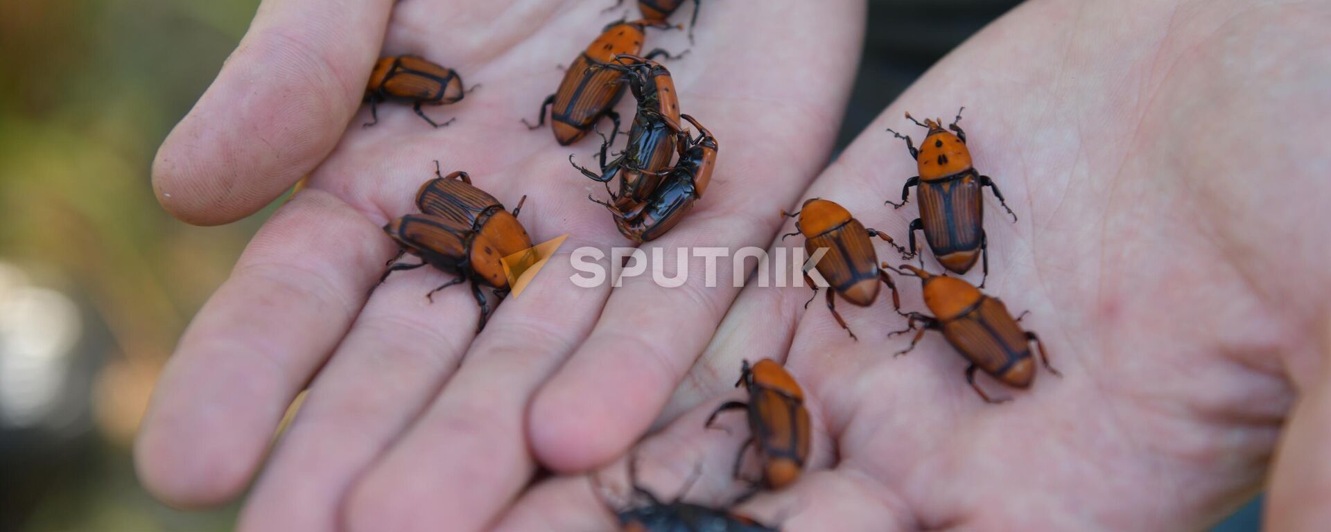 Пальмовый долгоносик - Sputnik Аҧсны, 1920, 24.02.2026