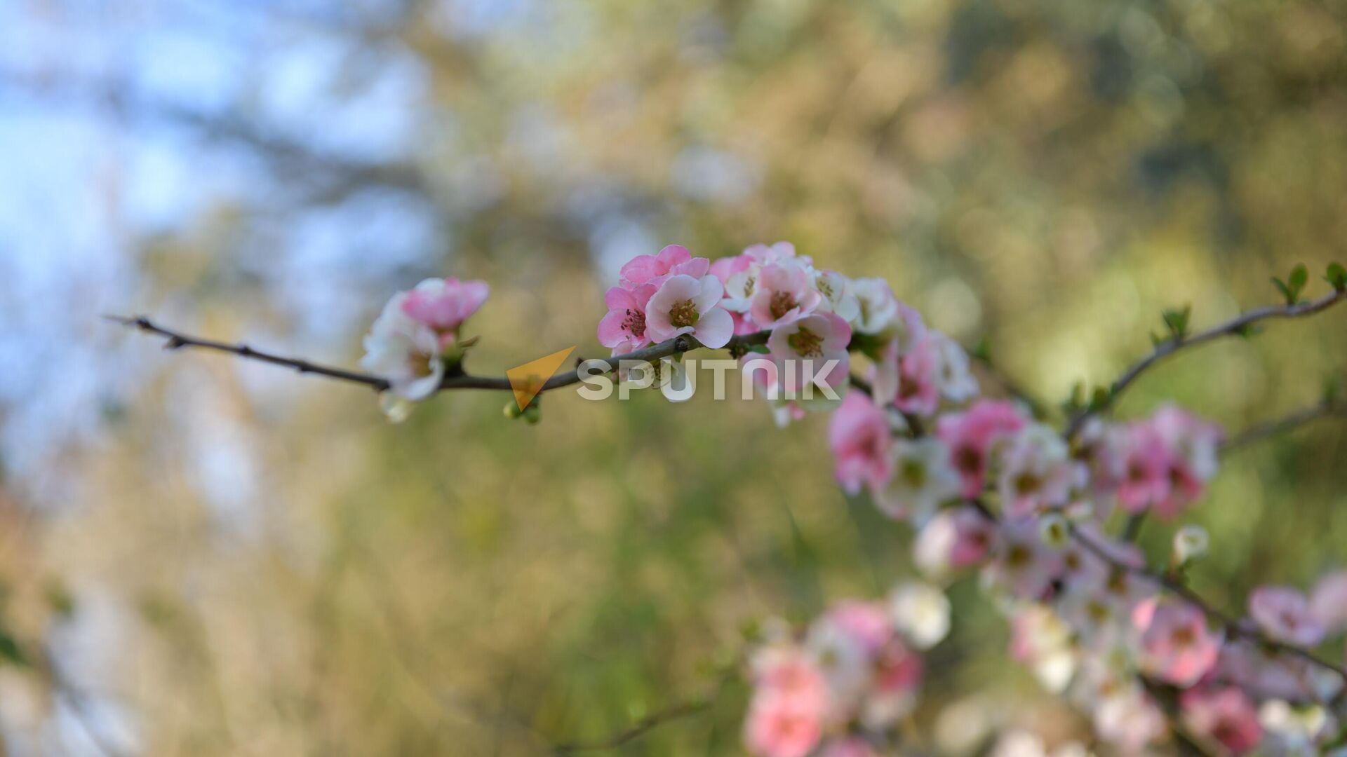 Цветы в Ботаническом саду - Sputnik Абхазия, 1920, 29.03.2024