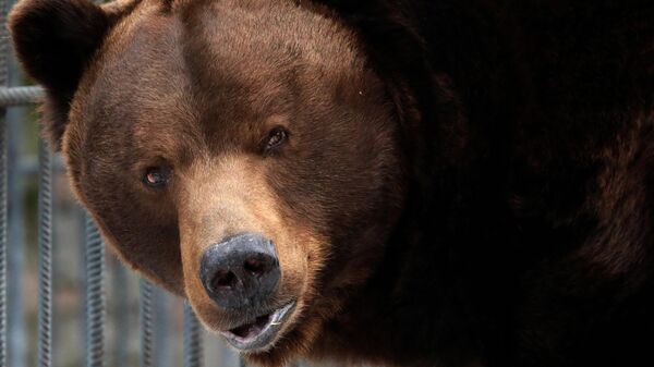 Медведи вышли из спячки в парке флоры и фауны Роев ручей - Sputnik Аҧсны