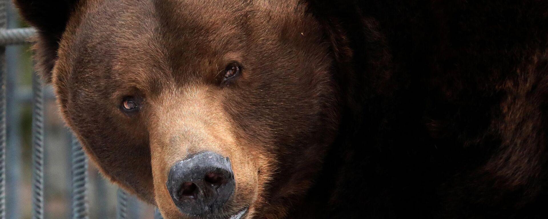 Медведи вышли из спячки в парке флоры и фауны Роев ручей - Sputnik Аҧсны, 1920, 30.03.2024