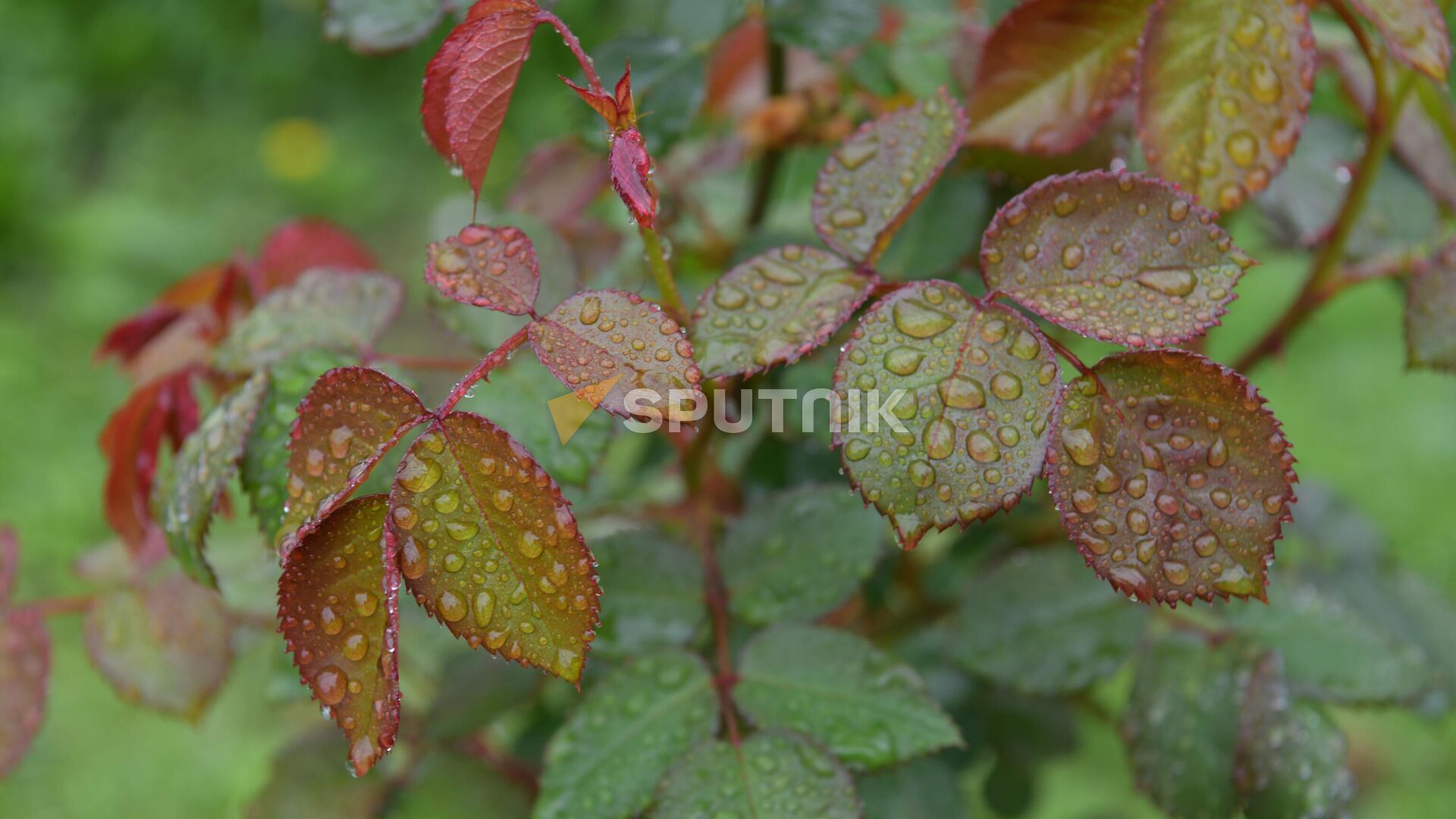 Капли дождя на розах  - Sputnik Абхазия, 1920, 02.03.2026