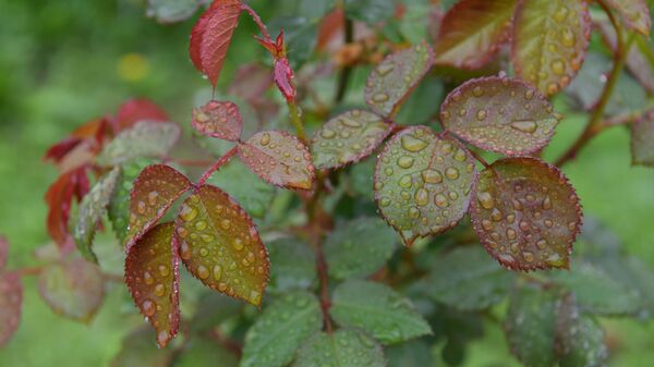 Капли дождя на розах  - Sputnik Абхазия