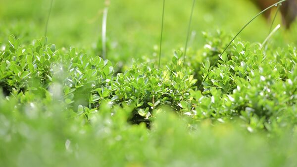 Самшит  - Sputnik Аҧсны