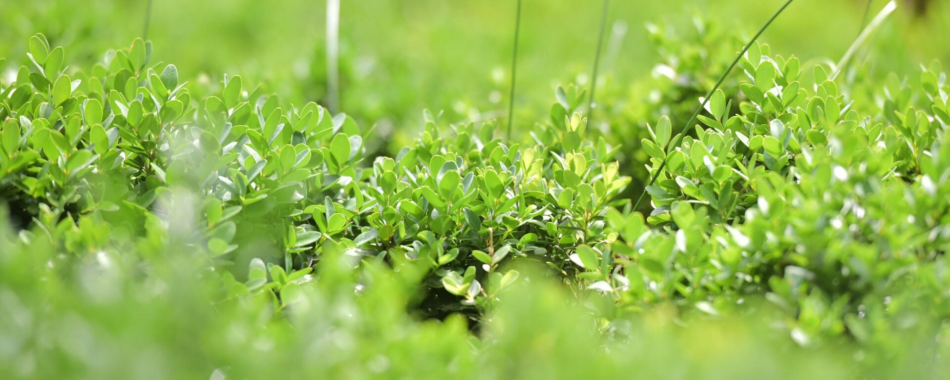 Самшит  - Sputnik Абхазия, 1920, 09.02.2026