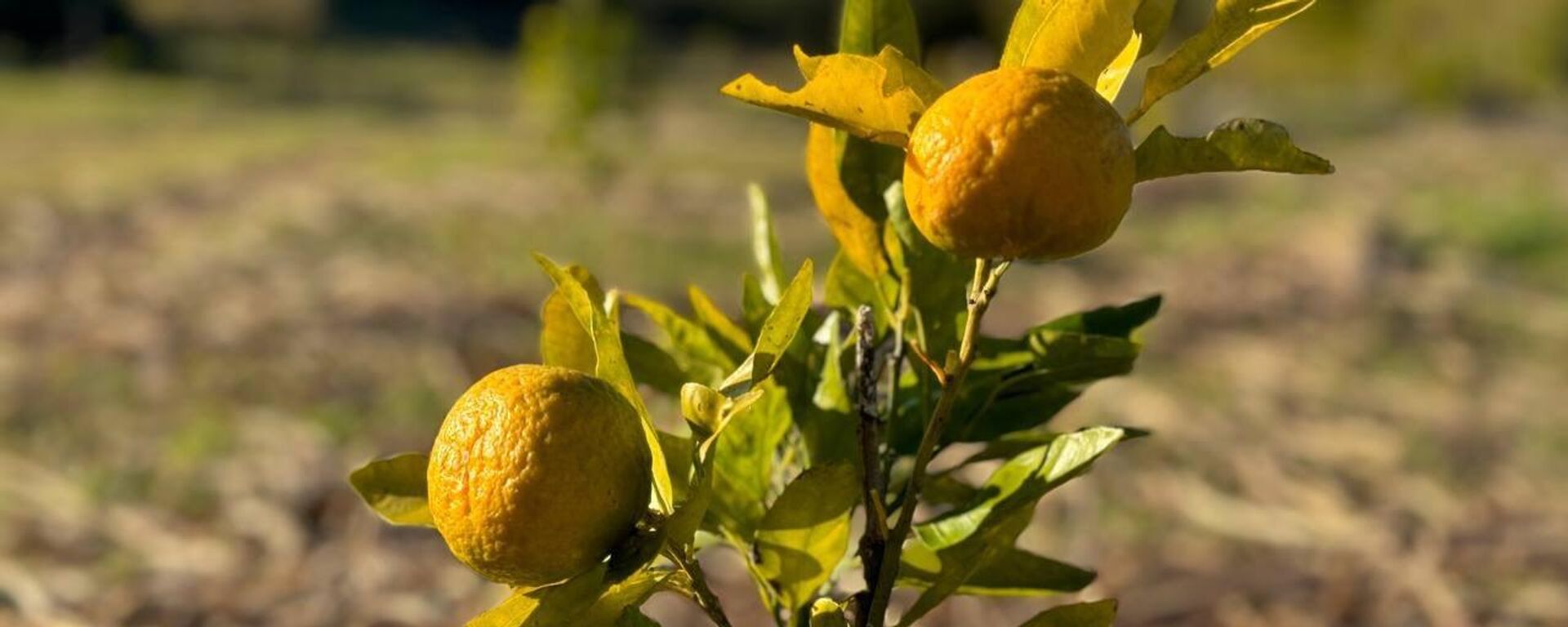 Цитрусовое хозяйство в селе Агубедия заложили в рамках целевой программы Минсельхоза - Sputnik Абхазия, 1920, 08.01.2026