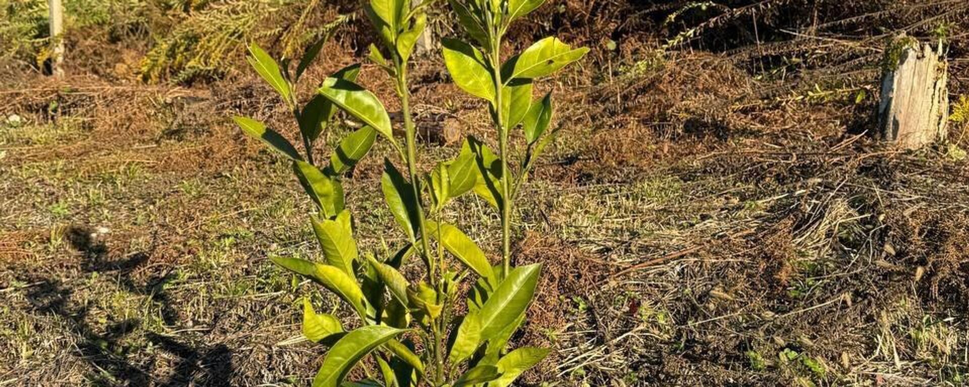 Цитрусовое хозяйство в селе Агубедия заложили в рамках целевой программы Минсельхоза - Sputnik Аҧсны, 1920, 08.01.2026