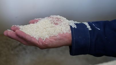 Уборка и переработка риса в Краснодарском крае