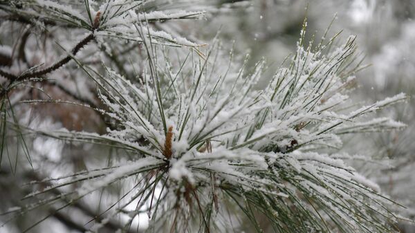 Первый снег в Сухуме 2025 год, февраль  - Sputnik Абхазия