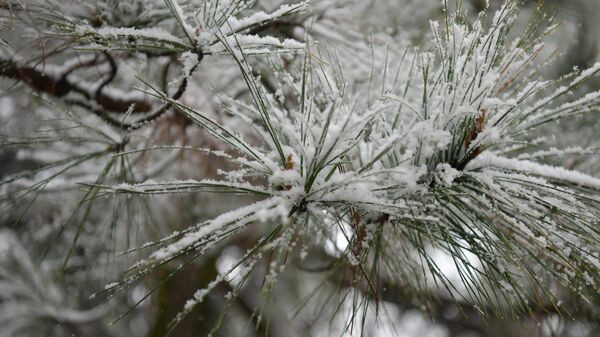 Первый снег в Сухуме 2025 год, февраль  - Sputnik Аҧсны