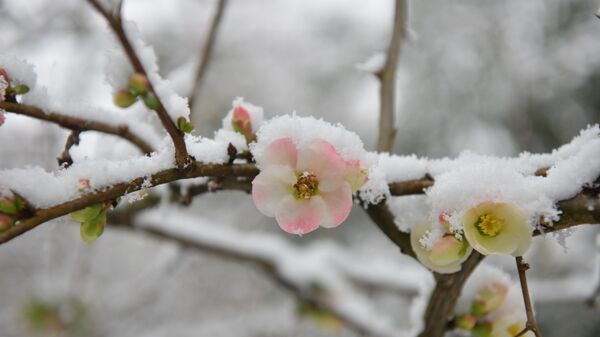 Первый снег в Сухуме 2025 год, февраль  - Sputnik Аҧсны