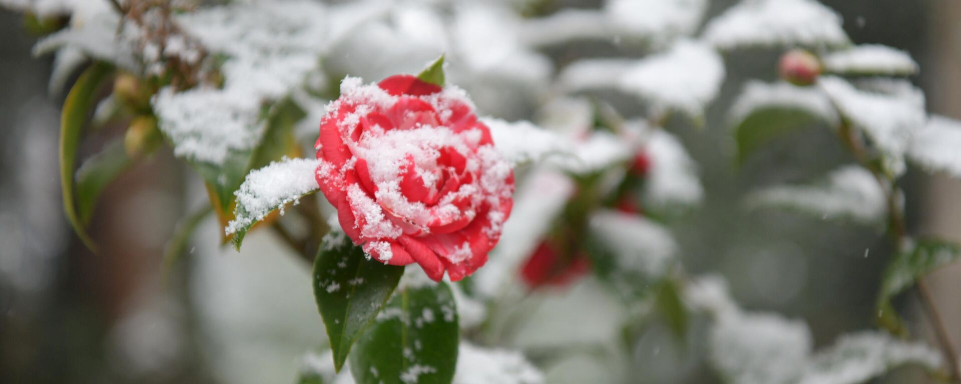 Первый снег в Сухуме 2025 год, февраль  - Sputnik Аҧсны, 1920, 06.03.2026