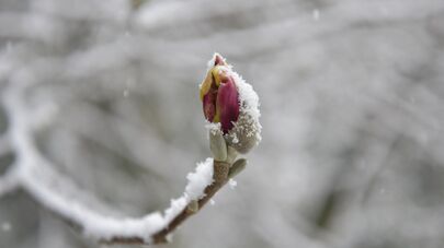 Первый снег в Сухуме 2025 год, февраль 