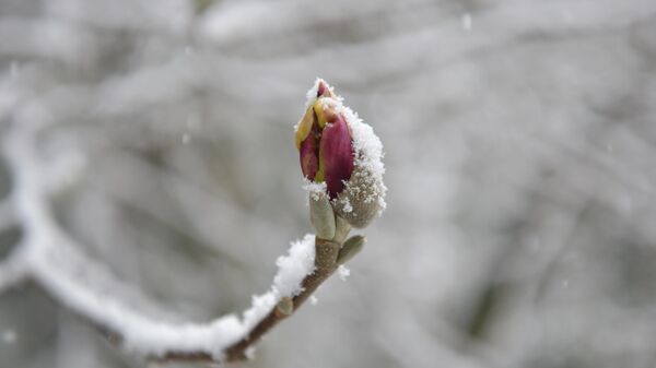 Первый снег в Сухуме 2025 год, февраль  - Sputnik Аҧсны