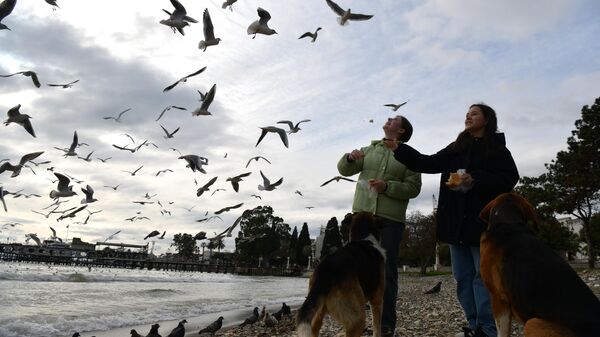Дети подкармливают чаек хлебом на берегу моря  - Sputnik Абхазия