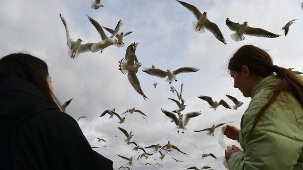 Дети подкармливают чаек хлебом на берегу моря  - Sputnik Абхазия