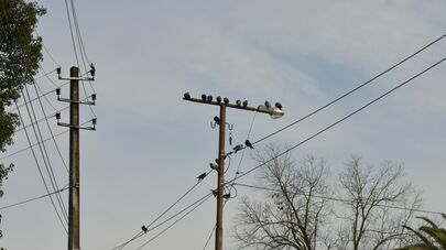 Электропровода в снегу 
