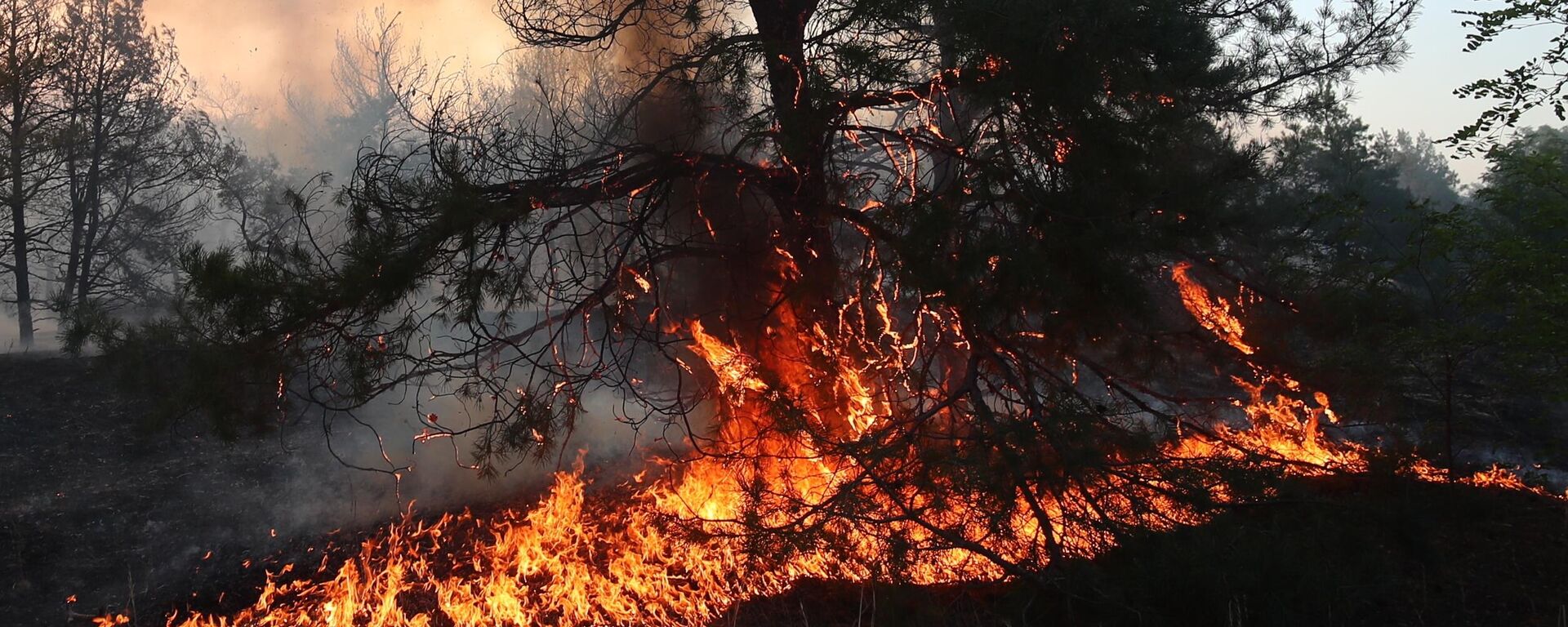 Лесной пожар в Волгоградской области - Sputnik Абхазия, 1920, 23.11.2025