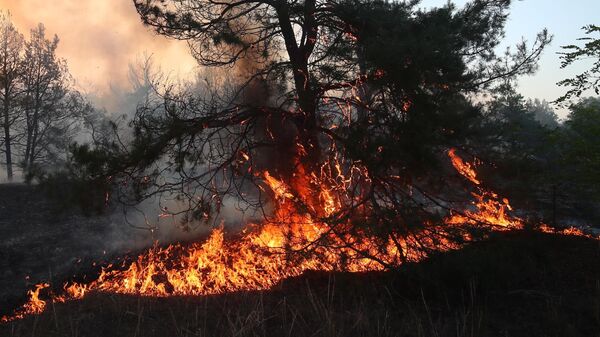 Лесной пожар в Волгоградской области - Sputnik Абхазия
