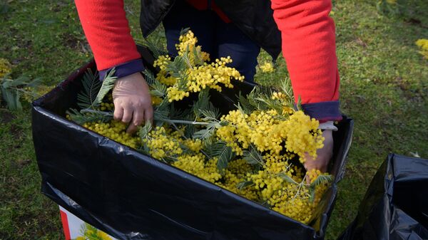 Сбор мимозы - Sputnik Аҧсны