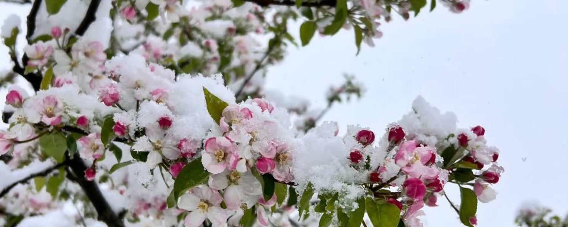 Апрельский снег в Абхазии 2025 год - Sputnik Абхазия, 1920, 12.01.2026