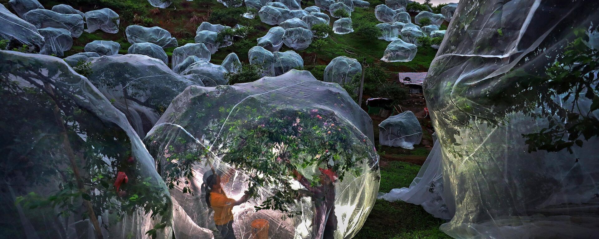 Работа Фруктовые деревья под тентами китайского фотографа Мэндань Чжу. Моя планета, одиночные  - Sputnik Абхазия, 1920, 18.11.2025
