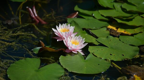 Кувшинки в Ботаническом саду  - Sputnik Абхазия